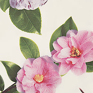Signoria Firenze CAMELIA Floral Printed Bedding - Fabric Close-up - 001 Khaki